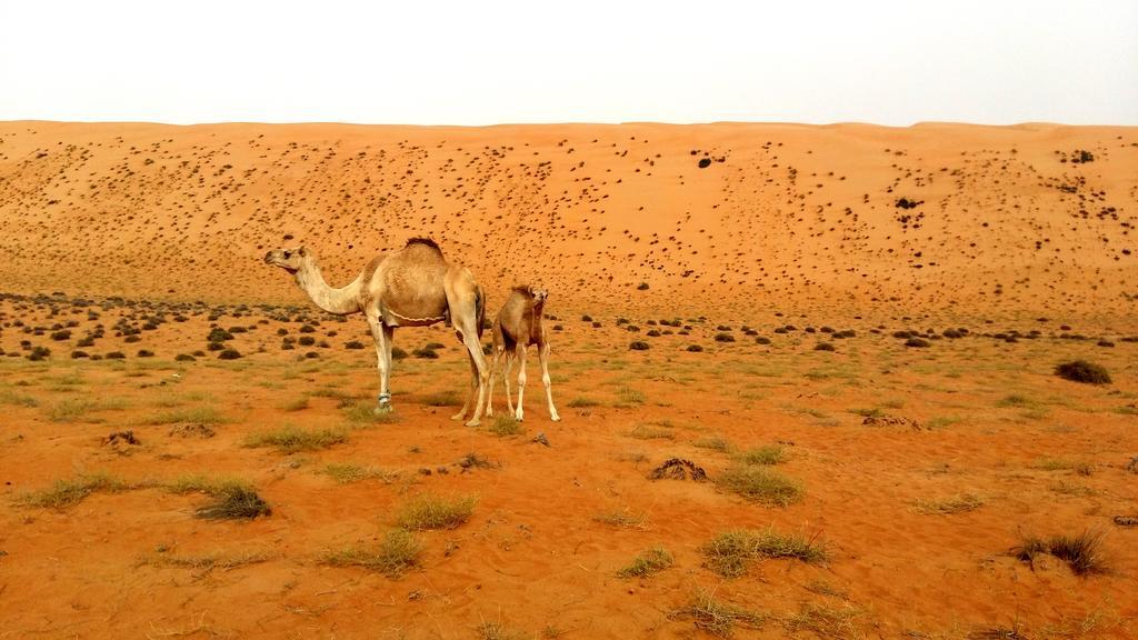 Ḩawīyah Silent Dunes Camp מראה חיצוני תמונה